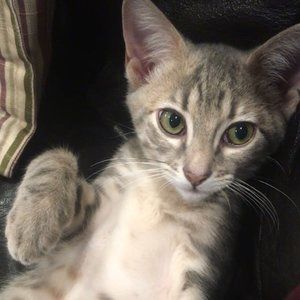 Meet your Posher, Nora